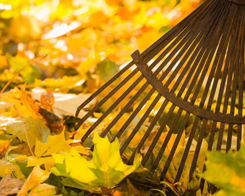 Spring Yard Cleanup Checklist for Jacksonville Homeowners
