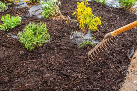 Top Mulching Tips for a Healthy Florida Landscape This Spring