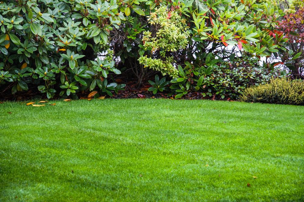 Sod installation jacksonville fl